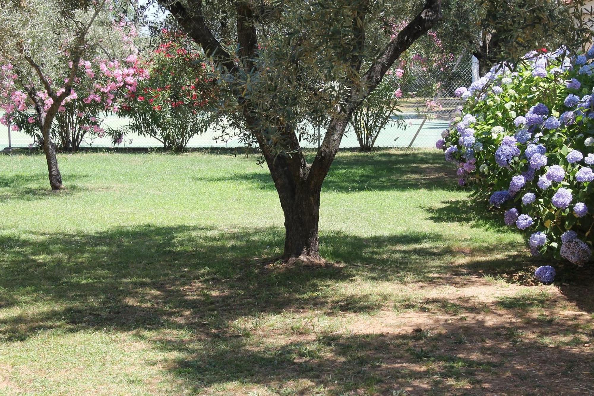 Sorbo-Ocagnano Domaine Le Clos Des Oliviers المظهر الخارجي الصورة